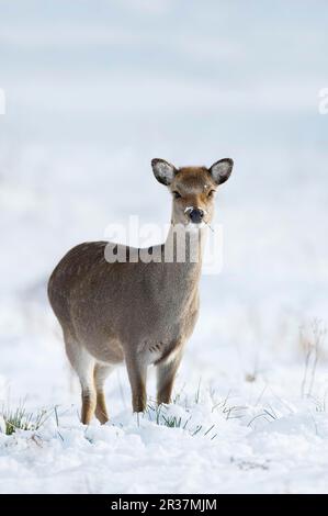 Sika-Hirsch (Cervus nippon), weiden, im Schnee stehen, Knole Park, Kent, England, Winter Stockfoto