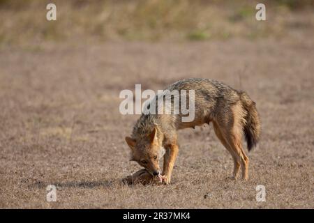 Goldschakal, Goldschakale (Canis aureus), Schakal, Schakale, Kaninen, Raubtiere, Säugetiere, Tiere, Goldener Schakal, Erwachsene, ernähren sich von Toten Stockfoto