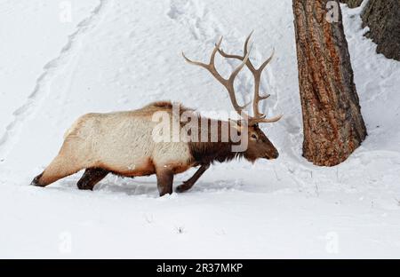 Amerikanischer Elch (Cervus canadensis), männlich, im Tiefschnee, Yellowstone N. P. Wyoming (U.) S.A. Stockfoto