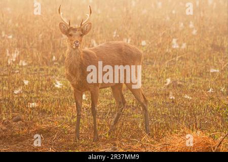 Sumpfhirsche (Rucervus duvaucelii duvaucelii), weicher Boden, unreifer Mann, steht auf feuchtem Grasland im Morgennebel, mit taubedeckten Spinnweben Stockfoto