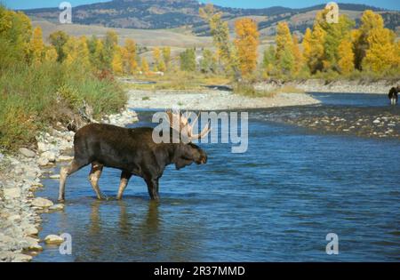 Wapitis, Wapitis, Hirsche, Huftiere, Säugetiere, Tiere, Moose (Alces alces) Bullen, die den Gros Ventre River, Wyoming, USA, durchqueren Stockfoto