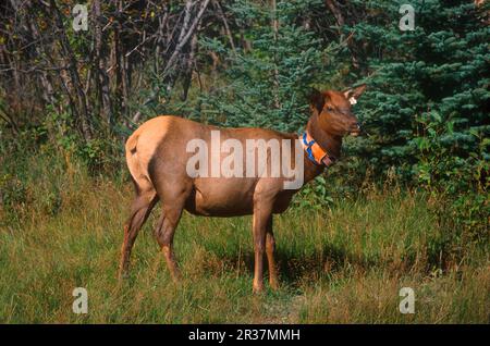 Rotwild (Cervus elaphus), Rotwild, Hirsch, Huftiere, Huftiere, Säugetiere, Tiere, Elch weiblich mit Funkhalsband, Jasper, Kanada Stockfoto