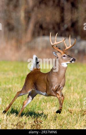 Weißwedelhirsch (Odocoileus virginianus) Buck, Running (U.) S.A. Stockfoto