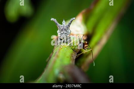 Nahaufnahme eines seltsamen Baumhammers (Hornhauttrichter) auf einem Ast mit roten Ameisen, selektiver Fokus, Makrofoto von Insekten in der Natur. Stockfoto