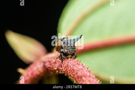 Nahaufnahme eines seltsamen Baumhammers (Hornhauttrichter) auf Baumzweig und Naturhintergrund, selektiver Fokus, Makrofoto von Insekten in der Natur. Stockfoto