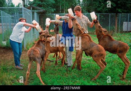 American Moose (Alces alces americana) sechs Kälber, die sich füttern, Milch in Flaschen von Zoohaltern füttern lassen, Alaska Zoo, Alaska (U.) S.A. Stockfoto