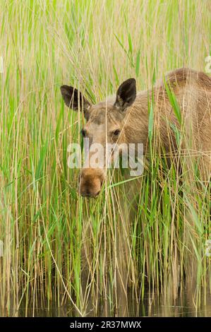 Eurasischer Wapitihirsch (Alces alces), weiblich, gefüttert von Schilf, Nahaufnahme des Kopfes, Wiedereinführungsprojekt, Niederlande Stockfoto