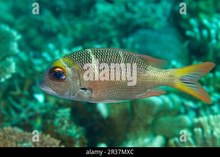 Bucknasenbrasse (Monotaxis Grandoculis), Großaugenschnapper, andere Tiere, Fische, barschartige Fische, Tiere, Humpnose Big-Eye-Brasse unter Erwachsenen, Schwimmen Stockfoto