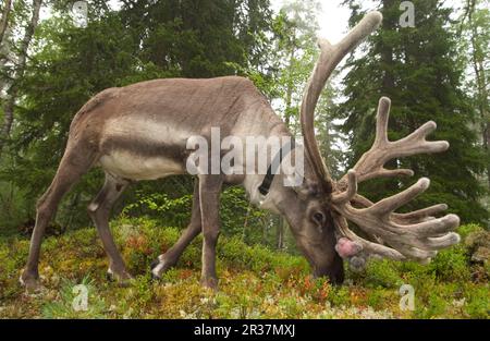 Rentiere, europäische Rentiere (Rangifer tarandus tarandus), Caribou, Caribou, Hirsche, Huftiere, Huftiere, Säugetiere, Tiere, Rentiere Stockfoto