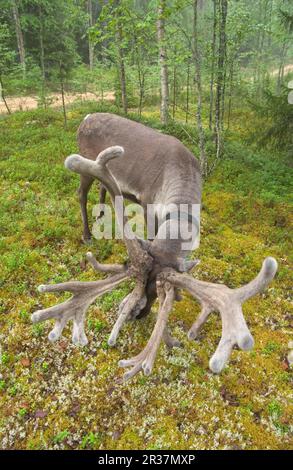 Rentiere, europäische Rentiere (Rangifer tarandus tarandus), Caribou, Caribou, Hirsche, Huftiere, Huftiere, Säugetiere, Tiere, Rentiere Stockfoto