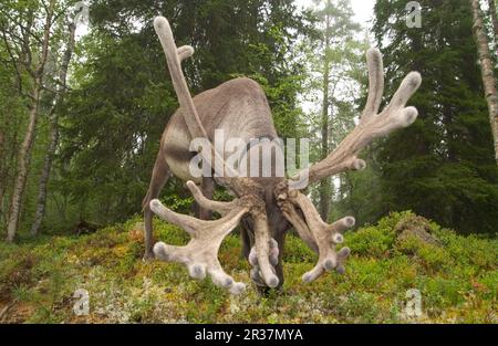 Rentiere, europäische Rentiere (Rangifer tarandus tarandus), Caribou, Caribou, Hirsche, Huftiere, Huftiere, Säugetiere, Tiere, Rentiere Stockfoto