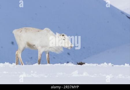 Rentier (Rangifer tarandus) Cow in Snow, Schottland, Vereinigtes Königreich Stockfoto