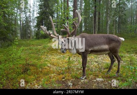 Rentiere, europäische Rentiere (Rangifer tarandus tarandus), Caribou, Caribou, Hirsche, Huftiere, Huftiere, Säugetiere, Tiere, Rentiere Stockfoto