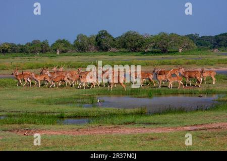 Cervus-Achse, Axiirsch, Axiirsch, Hirsch, Hirsch, Huftiere, gleichförmige Huftiere, Säugetiere, Tiere, Herden von gefleckten Hirschen, Sri Lanka Stockfoto