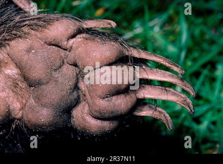 Dachs, europäische Dachs (Meles meles), Martens, Raubtiere, Säugetiere, Tiere, Nahaufnahme der vorderen Klauen des Dachs FL006846 (S) Stockfoto