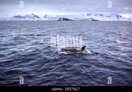 Killerwale schwimmen in der Nähe in einem natürlichen Lebensraum in der Antarktis Stockfoto