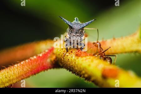 Nahaufnahme eines seltsamen Baumhammers (Hornhauttrichter) auf einem Ast mit roten Ameisen, selektiver Fokus, Makrofoto von Insekten in der Natur. Stockfoto