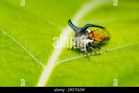 Nahaufnahme eines seltsamen Baumhammers (Hopper mit Hornbäumen) auf grünem Blatt und Naturhintergrund, selektiver Fokus, Makrofoto von Insekten in der Natur. Stockfoto