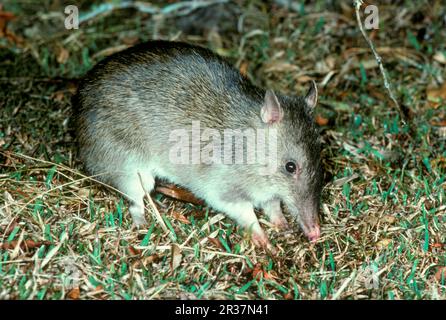 Langnasenbandicoot (Perameles nasuta), großer Langnasenbandicoot, Beuteltiere, Tiere, Langnasenbandicoot Nahaufnahme, Auf Gras, Australien (S) Stockfoto