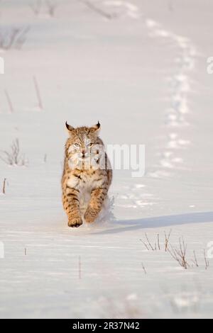 Bobcat (Lynx rufus), Erwachsener, Laufen im Schnee, Montana, USA, A. januar (gefangen) Stockfoto
