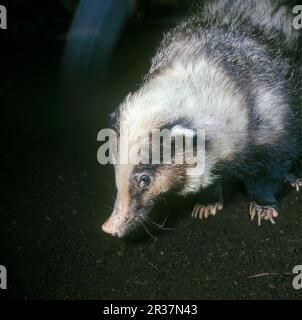 Schweinedackel, Riesendachse, Schweinedackel (Arctonyx collaris), Riesendackel, Martenlike, Raubtiere, Säugetiere, Tiere, HogBadger Nahaufnahme von Kopf/Schultern Stockfoto