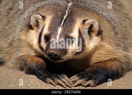 Amerikanischer Dachs (Taxidea taxus), Silberdachse, Martenidae, Raubtiere, Säugetiere, Tiere, American Badger Nahaufnahme von Kopf und Krallen Stockfoto