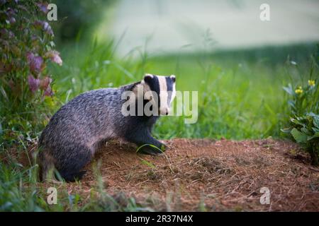 Eurasian Badger (Meles meles), Erwachsener, steht am sett-Eingang, am Rande des Waldes neben Ackerland, Oxfordshire, England, Großbritannien Stockfoto