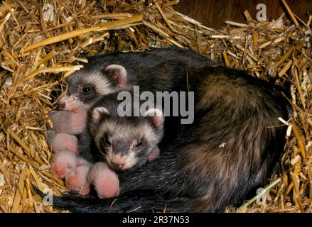 Frettchen (Mustela putorius furo), Polecat-domizil, 2 weibliche Tiere im Nest mit einem einwöchigen Jungen Stockfoto