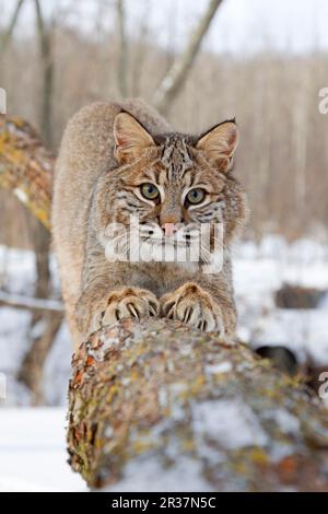 Bobcat (Lynx rufus), Erwachsener, Kratzer am Ast, in Schnee, Minnesota, USA, Januar (gefangen) Stockfoto