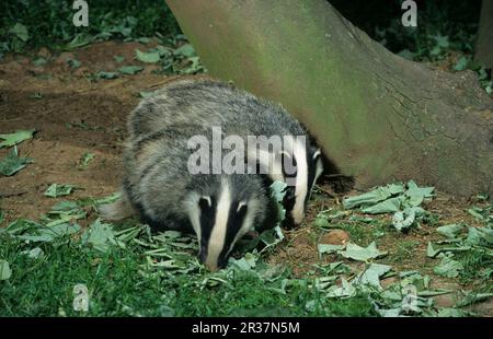 Dachs, europäischer Dachs (Meles meles), Martenarten, Raubtiere, Säugetiere, Tiere, Eurasischer Badger, zwei Jungen, die sich in der Nähe von Sett, Staffordshire, ernähren Stockfoto