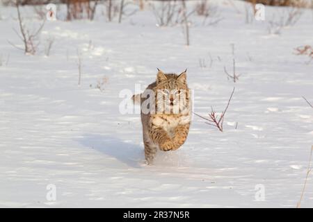 Bobcat (Lynx rufus), Erwachsener, Laufen im Schnee, Montana, USA, A. januar (gefangen) Stockfoto