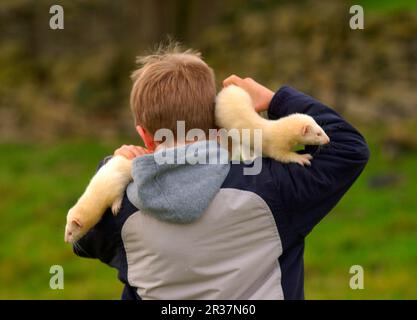 Europäischer Polecat (Mustela putorius) forma furo, Frettchen, marderartig, Raubtiere, Säugetiere, Tiere, Haustier-Ferret (Mustela furo)-Junge mit zwei Händen Stockfoto