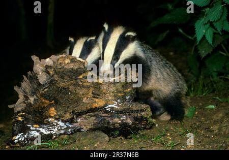 Dachs, europäischer Dachs (Meles meles), Martenarten, Raubtiere, Säugetiere, Tiere, Eurasischer Badger, zwei Jungen am Stumpf Stockfoto