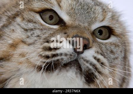 Bobcat (Lynx rufus), Erwachsene, Nahaufnahme von utricularia ochroleuca (U.) (U.) S.A. Stockfoto