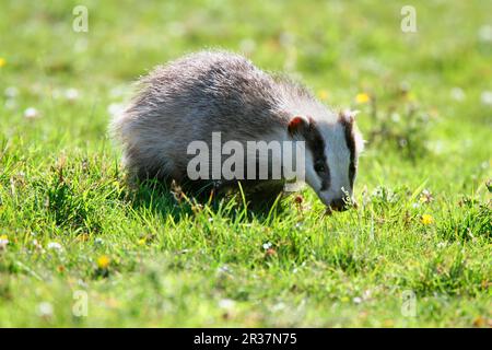 Dachs, europäischer Dachs (Meles meles), Martenarten, Raubtiere, Säugetiere, Tiere, Eurasisches Badger-Junges, das nach langer Trockenzeit im Tageslicht forscht Stockfoto