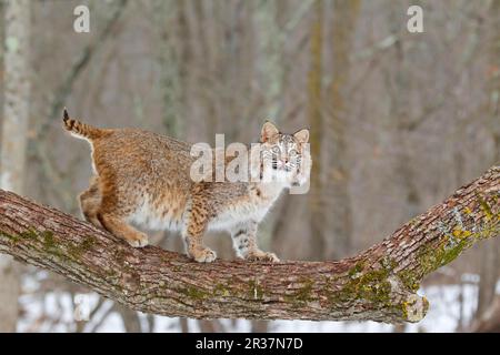 Bobcat (Lynx rufus), Erwachsener, Stehend auf Baumzweig, Minnesota, USA, Januar (gefangen) Stockfoto