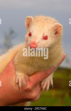 Europäischer Polecat (Mustela putorius) forma furo, Frettchen (Mustela putorius furo), Marder, Raubtiere, Säugetiere, Tiere, Hausfrettchen (Mustela furo) Stockfoto