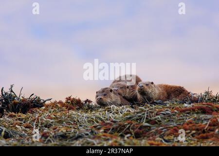 Europäischer Otter (Lutra lutra), Europäischer Otter, Marten, Raubtiere, Säugetiere, Tiere, Europäische Ottermutter mit zwei Jungen, ruhend auf Seetang, Insel of Stockfoto