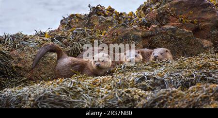 Europäischer Otter (Lutra lutra), Europäischer Otter, Marder, Raubtiere, Säugetiere, Tiere, Europäischer Otter, weiblich, mit Jungen, ruhend auf Seetang bedeckt Stockfoto