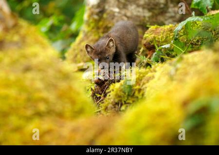 Amerikanischer Marten (Martes americana), Erwachsener, steht inmitten von Baumstämmen im gemäßigten Küstenregenwald, Great Bear Regenwald, Gribbell Island, britisch Stockfoto