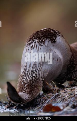 Europäischer Otter (Lutra lutra) männlich, Rückansicht von nassem Pelz, England, Vereinigtes Königreich Stockfoto