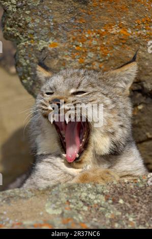 Kanadischer Luchs (Lynx canadensis), Erwachsene, Gähnen, Nahaufnahme von utricularia ochroleuca (U.) (U.) S. A. Stockfoto