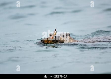 Europäischer Otter (Lutra lutra), Europäischer Otter, Marder, Raubtiere, Säugetiere, Tiere, europäische Otter ausgewachsen, schwimmen im Meer, bringen Krabben an Land Stockfoto