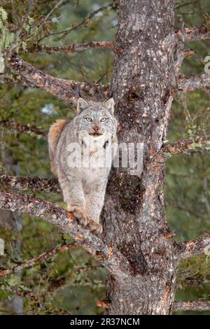 Kanadischer Luchs (Lynx canadensis), Erwachsener, auf Zweigen im Nadelbaum stehend, Montana, USA, A. januar (Captive) Stockfoto