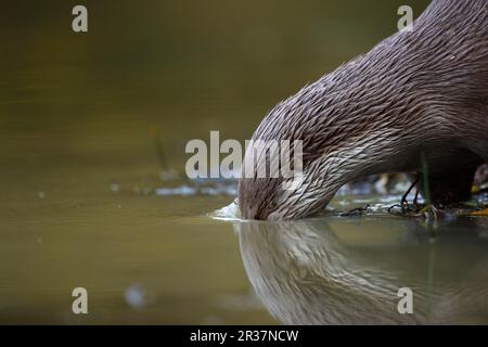 Europäischer Otter (Lutra lutra), männlich, in Wasser, England, Vereinigtes Königreich Stockfoto