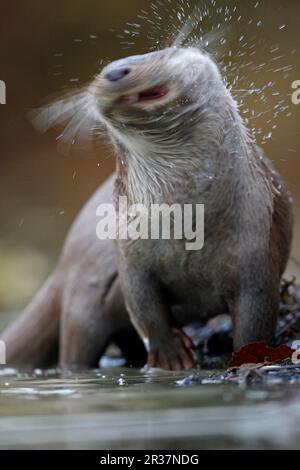 Europäischer Otter (Lutra lutra) männlich, schüttelnd Wasser aus Pelz, England, Vereinigtes Königreich Stockfoto