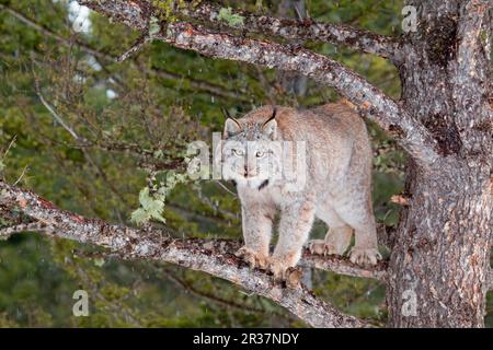 Kanadischer Luchs (Lynx canadensis), Erwachsener, auf Zweigen im Nadelbaum stehend, Montana, USA, A. januar (Captive) Stockfoto