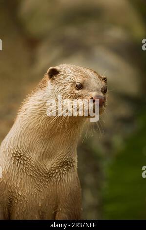 Glatt beschichtete Fischotter (Lutrogale perspicillata), glatt beschichtete Fischotter, Indischer Fischotter, Martenidae, Raubtiere, Säugetiere, Tiere, glatt beschichtete Otter ausgewachsen Stockfoto