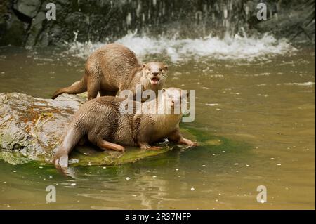 Glatt beschichtete Fischotter (Lutrogale perspicillata), glatt beschichtete Fischotter, Indischer Fischotter, marderartig, Raubtiere, Säugetiere, Tiere, glatt beschichtete Otter ausgewachsen Stockfoto