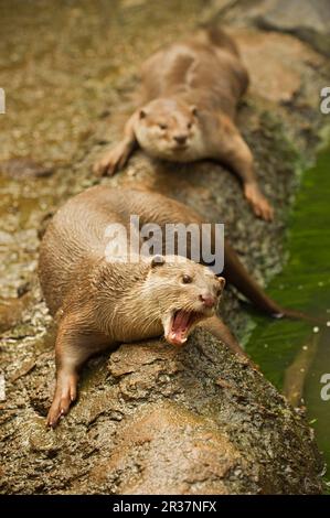 Glatt beschichtete Fischotter (Lutrogale perspicillata), glatt beschichtete Fischotter, Indischer Fischotter, marderartig, Raubtiere, Säugetiere, Tiere, glatt beschichtete Otter ausgewachsen Stockfoto